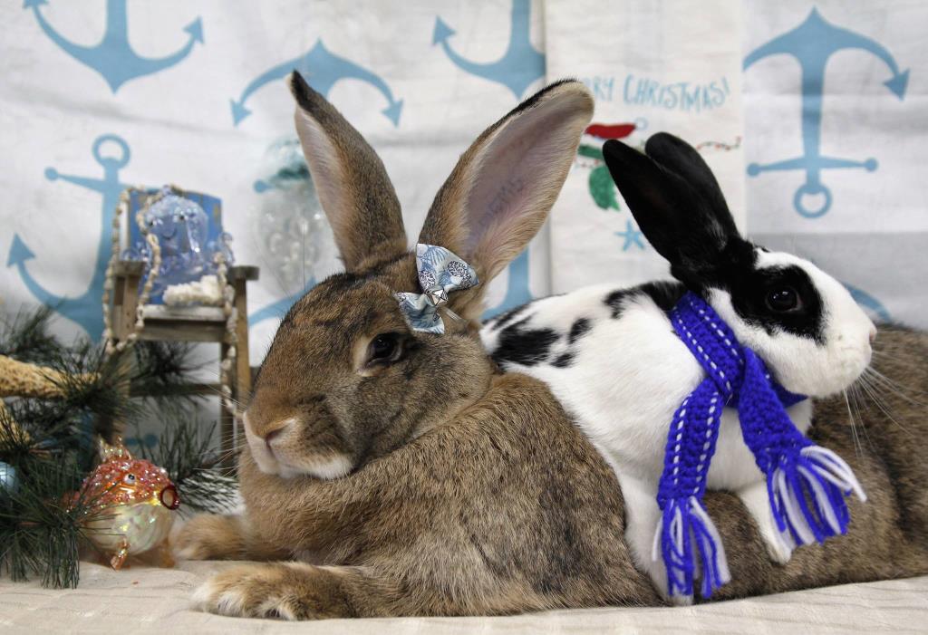 Basil & Patches--two rabbits sitting together