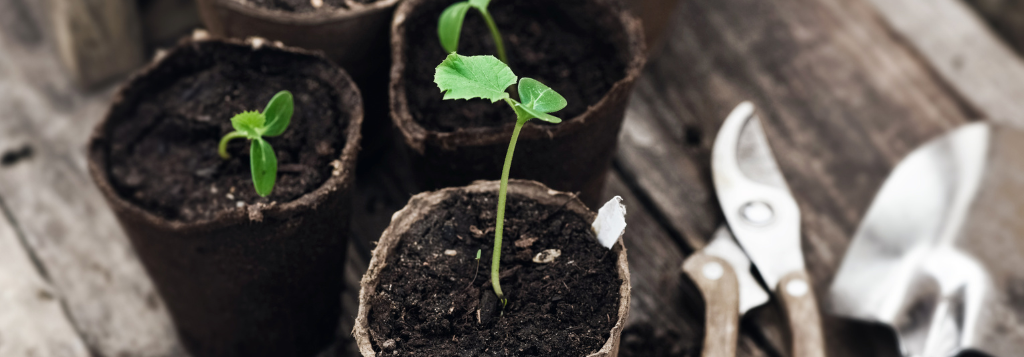 seedlings and gardening tools